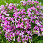 Saponaria ‘Bressingham’ – trajna sapunarica z okrasnimi rožnatimi cvetovi