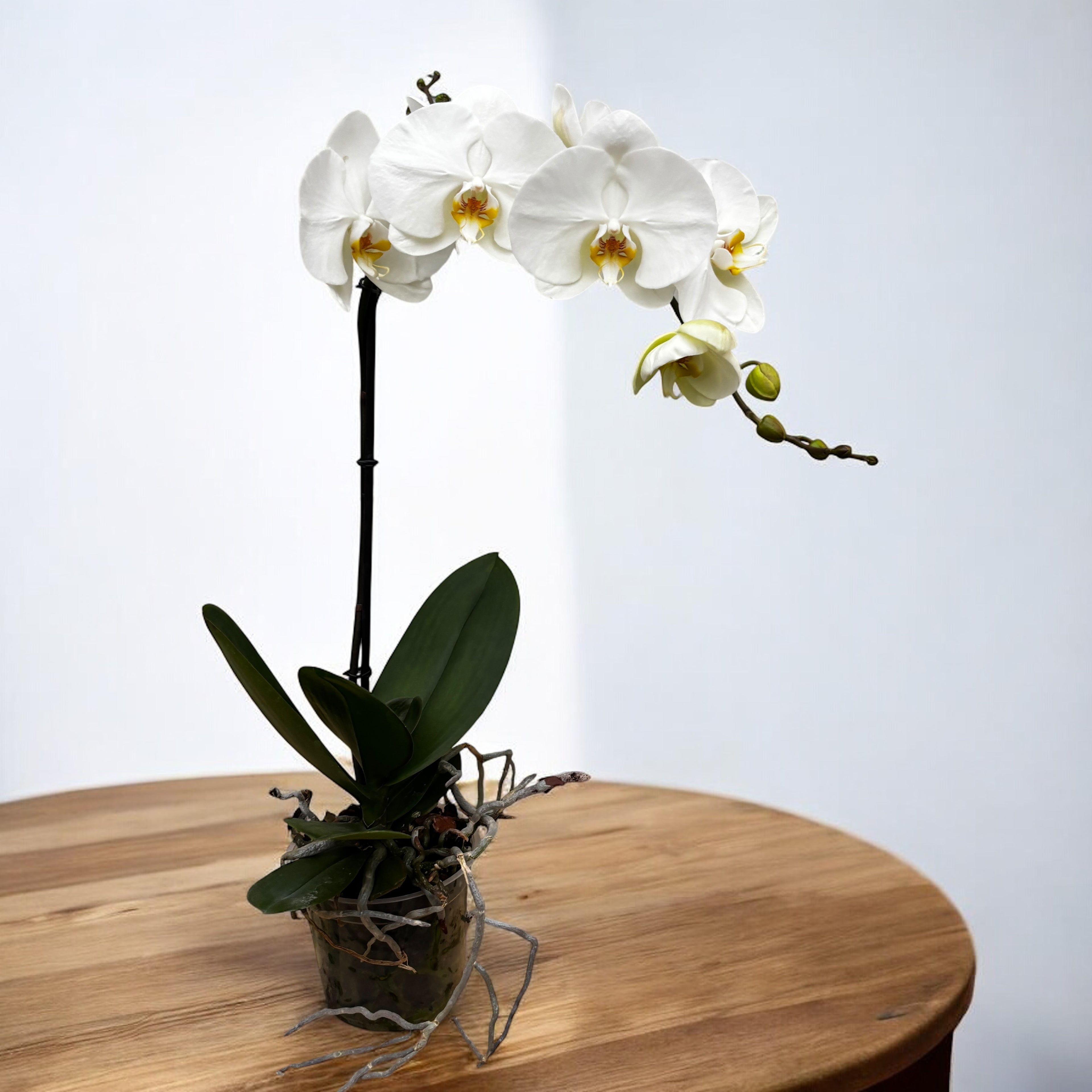 Phalaenopsis Sogo Yukidian 'V3' (Бял Флориос) - XXL цвете