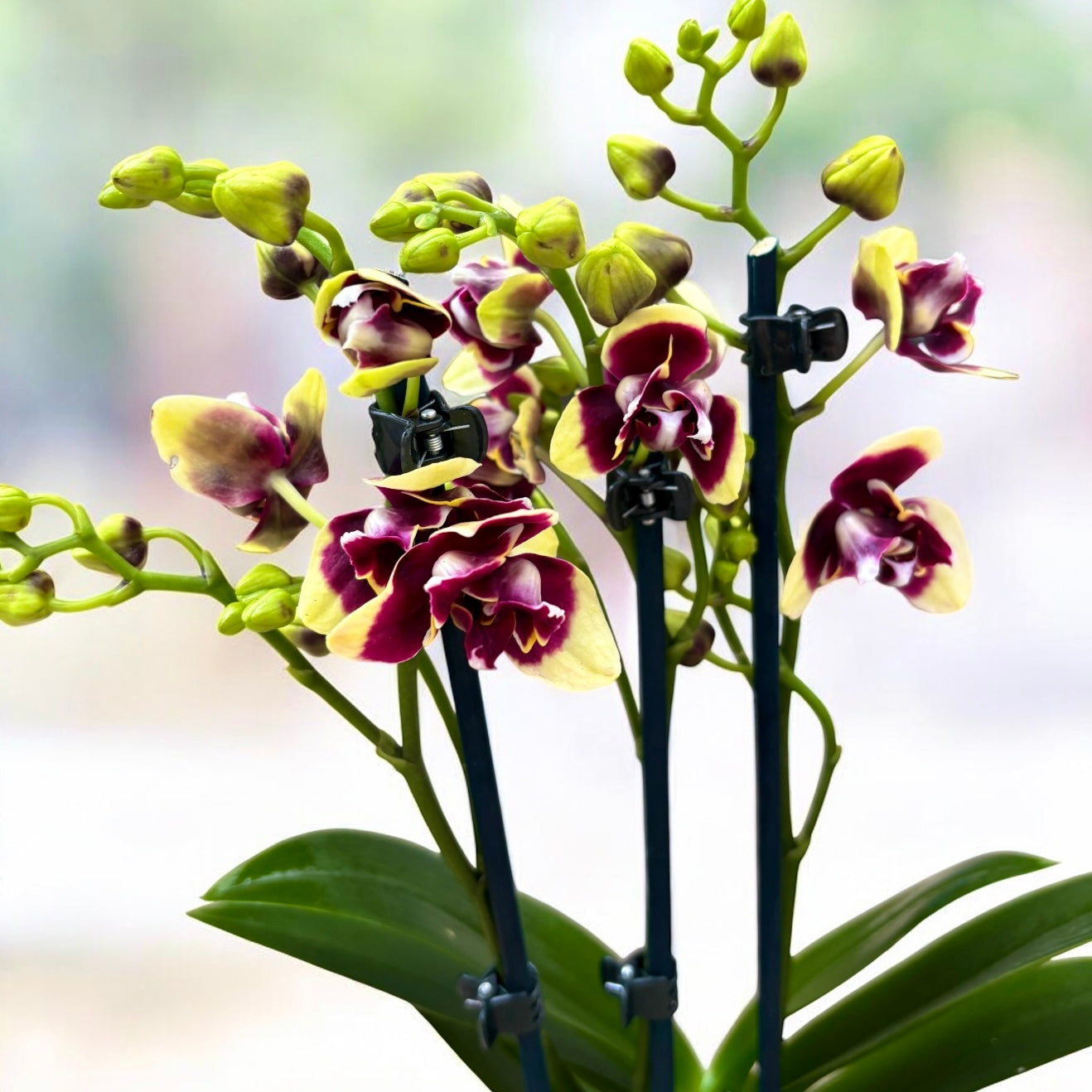 Phalaenopsis « Catania » - pelorique 3lips