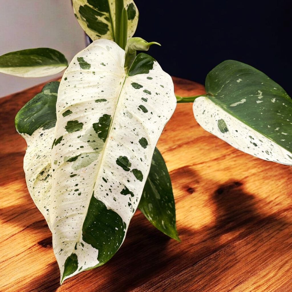 Philodendron Jose Buono (PJB03 - unique)