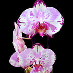 Phalaenopsis Emiliya (kvety XL)