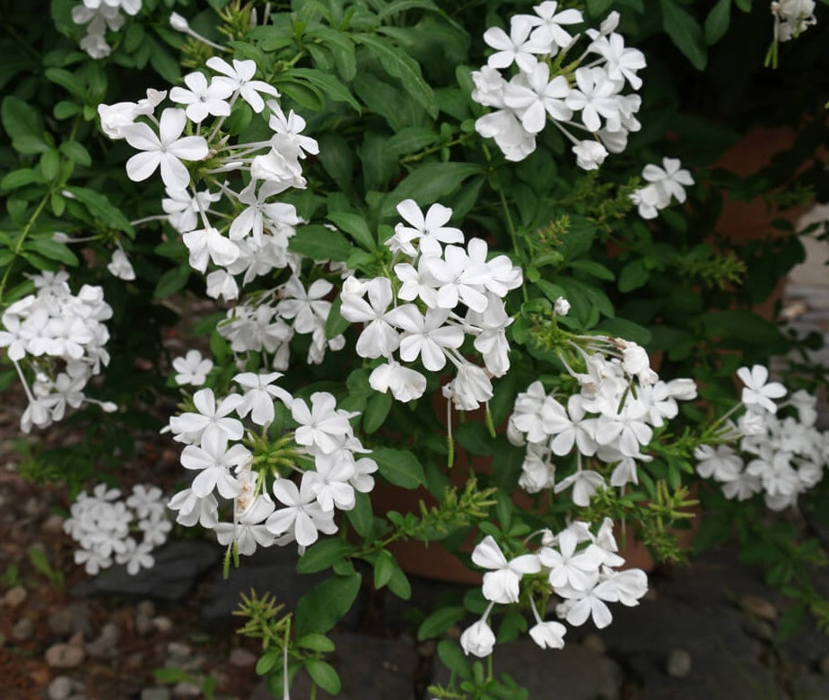 Plumbago auriculata 'Alba' (a szerelem virága)