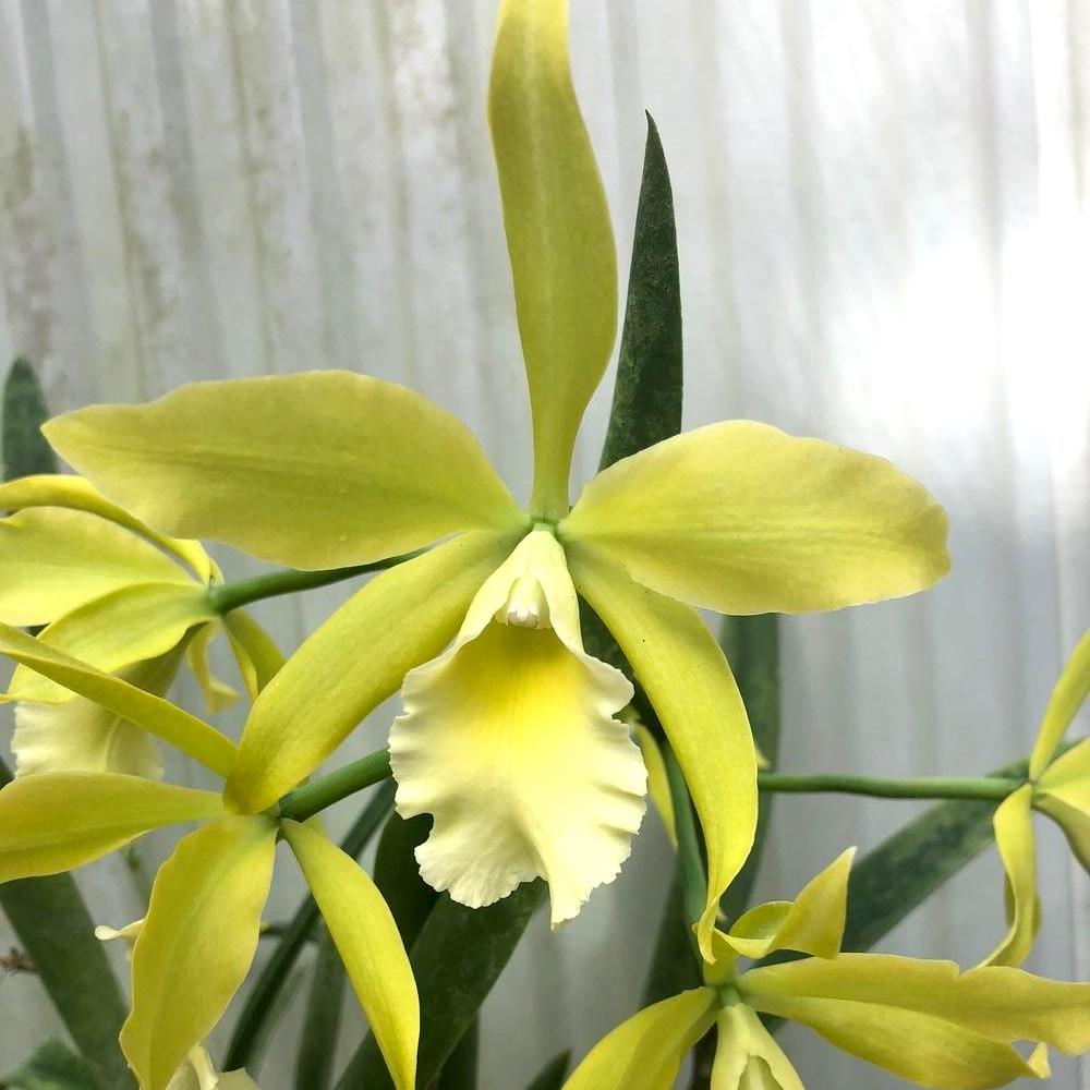 Rby. Everything Nice 'Showtime' HCC/AOS