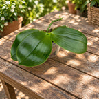 Phalaenopsis Meidarland Kaiulani 'Bubble'