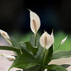 Spathiphyllum ‘Bingo Cupid’ - lilie míru s lesklými listy a elegantními bílými květy