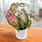 Caladium Peppermint - frunzis exotic alb cu nervuri roz intense