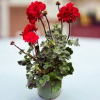 Pelargonium (Zonale Grp) ‘Tumbao’ - muscate