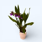 Zygopetalum Bärbel Höhn *illatos