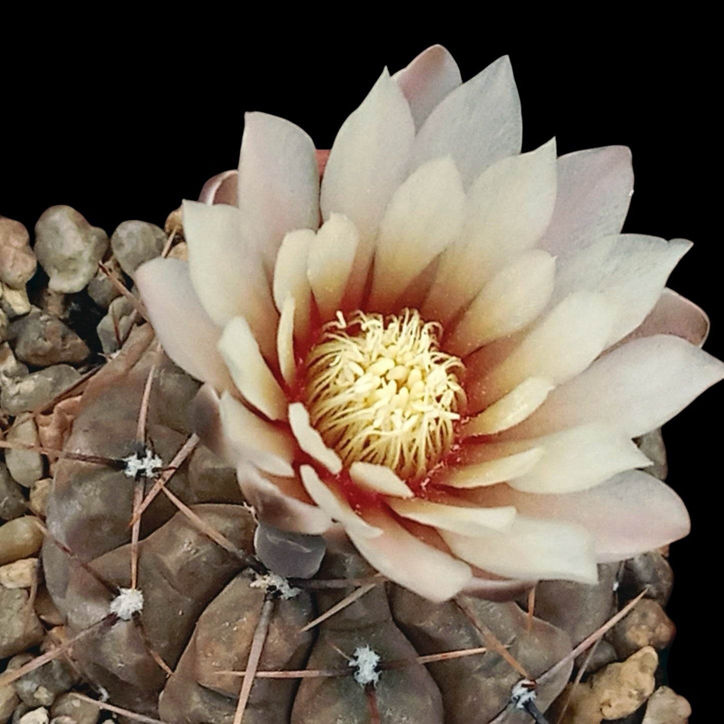 Gymnocalycium Borthii Nogolense
