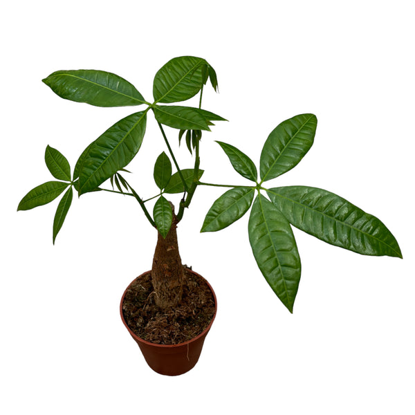 Pachira aquatica - The Money Tree