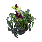 Helleborus orientalis 'Early Red' (Spanz)