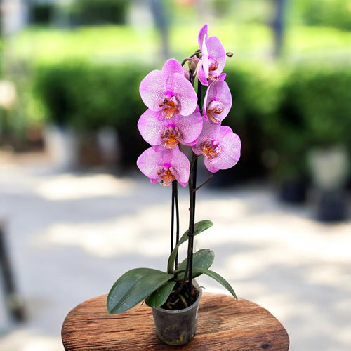 Phalaenopsis Formation D12