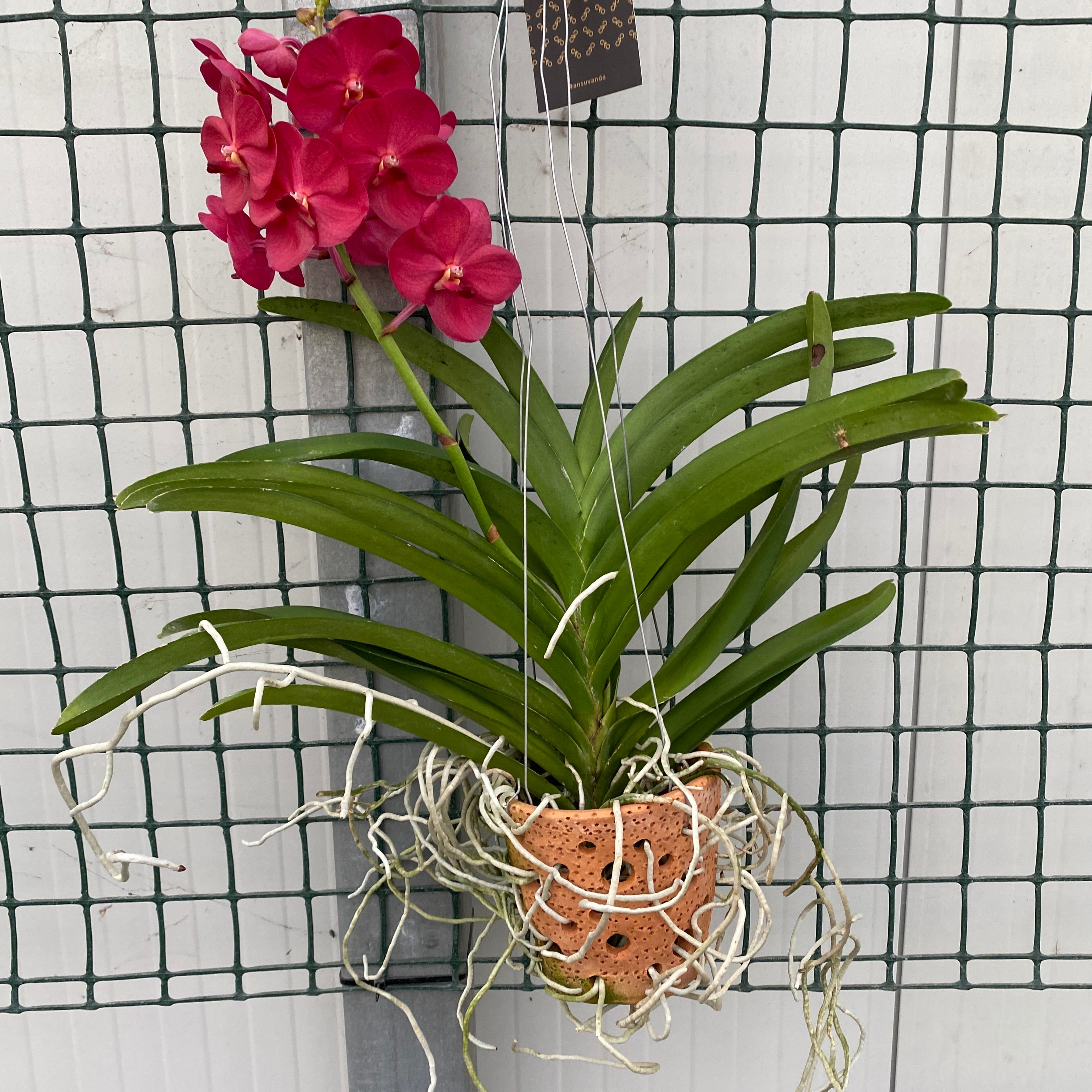 Vanda Udomchai Krása (ANSU)