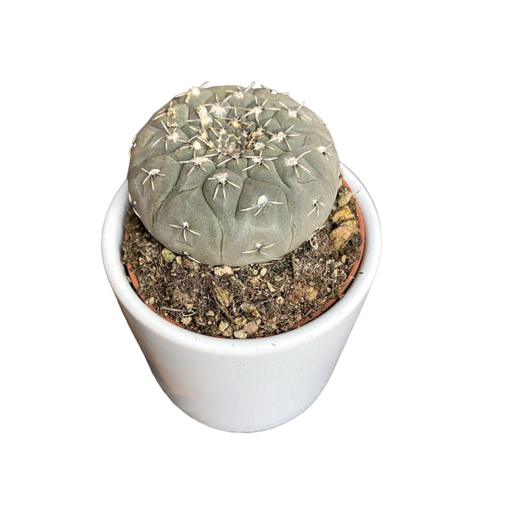 Gymnocalycium Stellatum