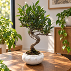 Bonsai Ficus Retusa XL (Form S)