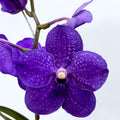 Vanda Pachara Delight Blue (Ansu)