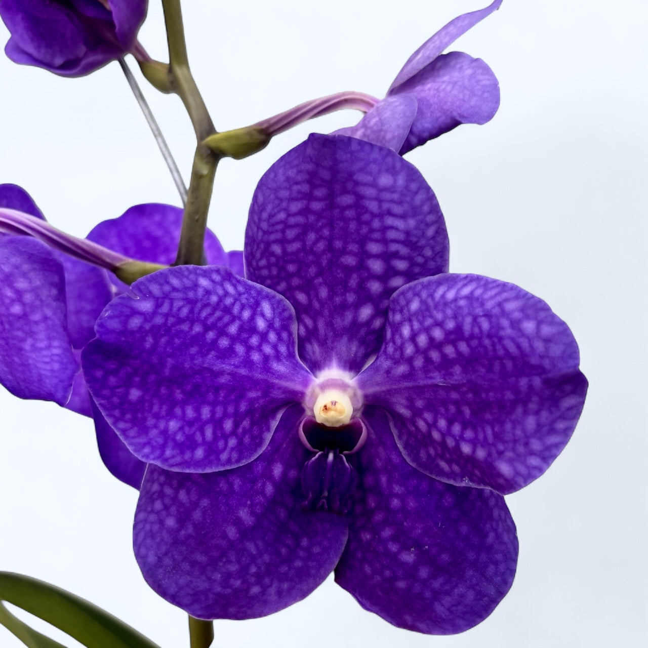 Vanda Pachara Delight Blue (Ansu)
