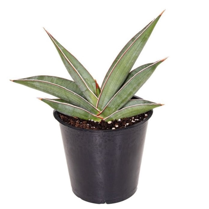 Sansevieria 'Almond Silver'