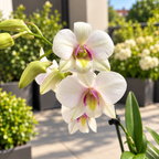 Dendrobium Phalaenopsis Confetti Surprise