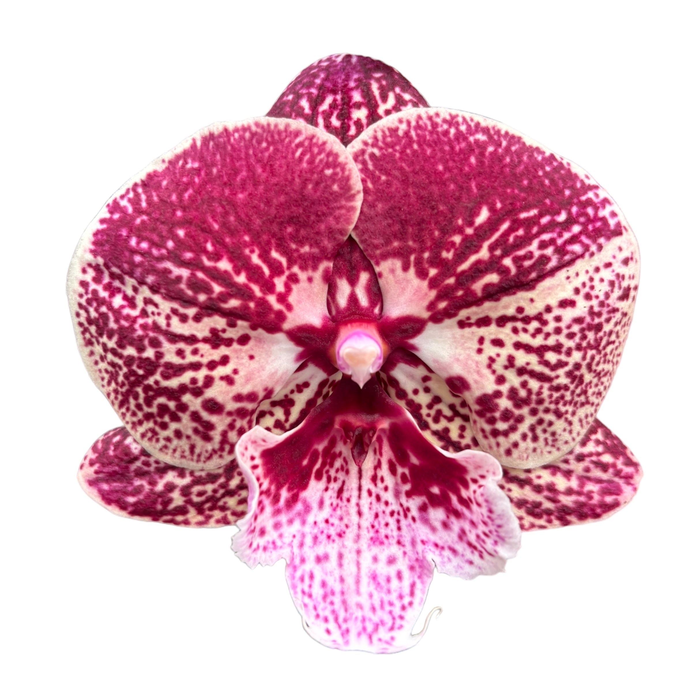 Phalaenopsis Miki Black Witch '74' (Ингрид) голяма устна