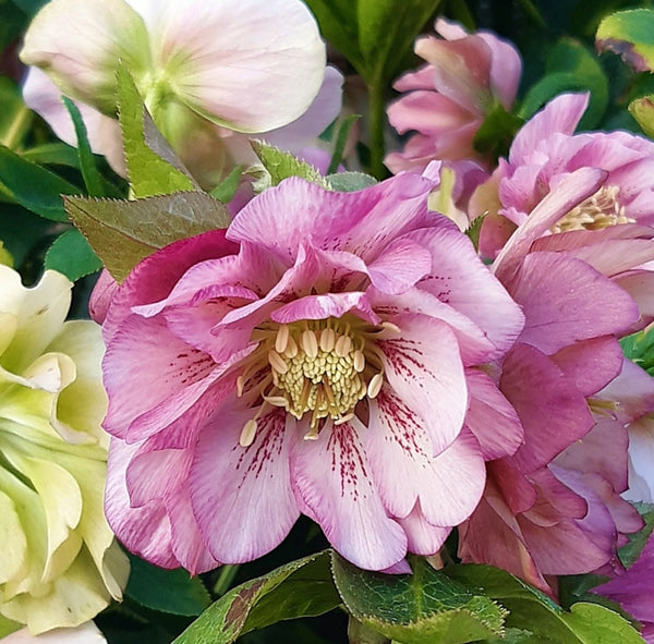 Helleborus orientalis 'Double Ellen Pink'