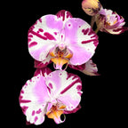 Phalaenopsis Art Nouveau