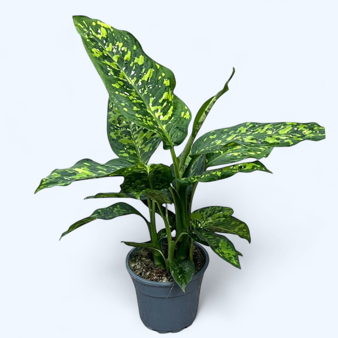 dieffenbachia cuidado Dieffenbachia 'Spotty' – planta ornamental de interior con hojas manchadas y cuidado sencillo – Secret Garden Plant Shop