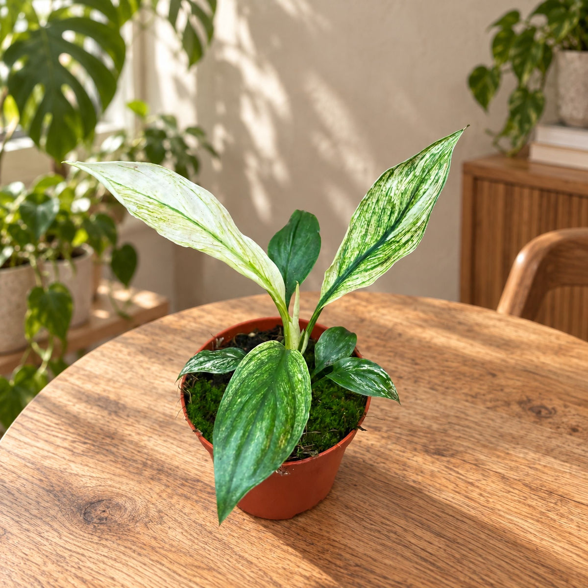 Spathiphyllum Sensation Variegata - variegated peace lily, collector’s plant