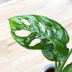 Monstera Adansonii (babyplant) - Philodendron Monkey Mask