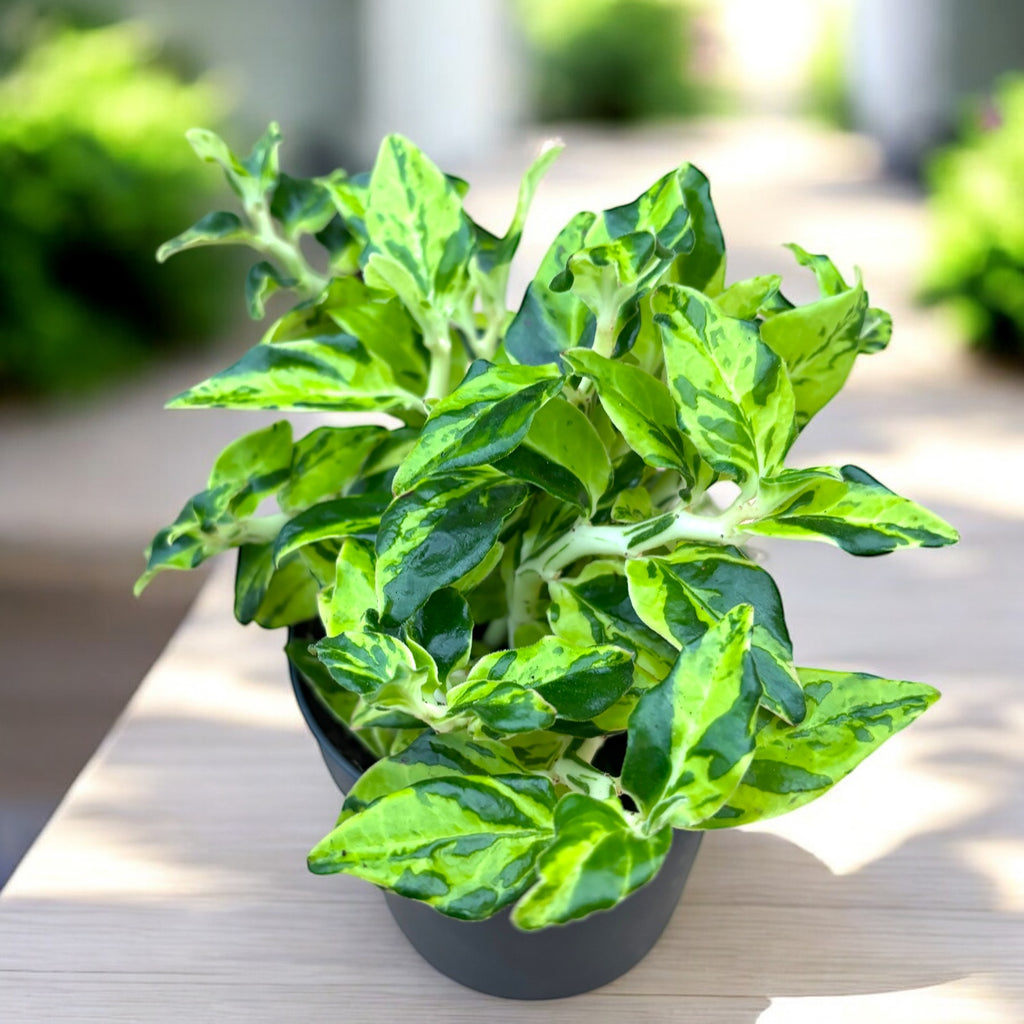 Pedilanthus tithymaloides ‘Splish Splash’ - Djävulens ryggrad