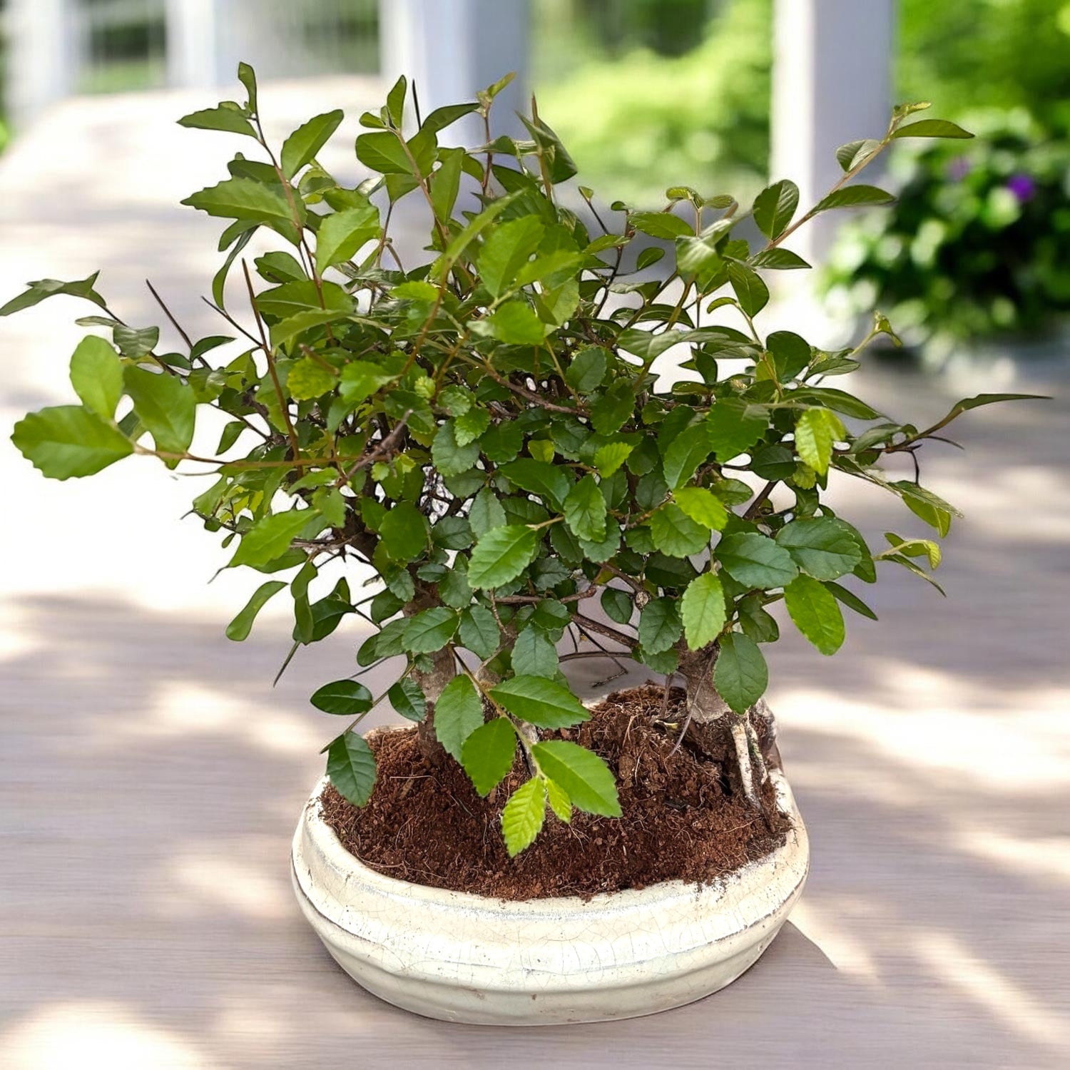 Bonsai Zelkova (Japonský jilm) les 3ks
