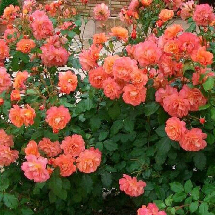 Rosa ‘Westerland’® (Rosa 'Orange Climber')