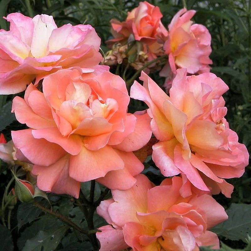 Rosa ‘Westerland’® (Rosa 'Orange Climber')