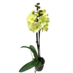 Phalaenopsis Limited #116 Grande lèvre