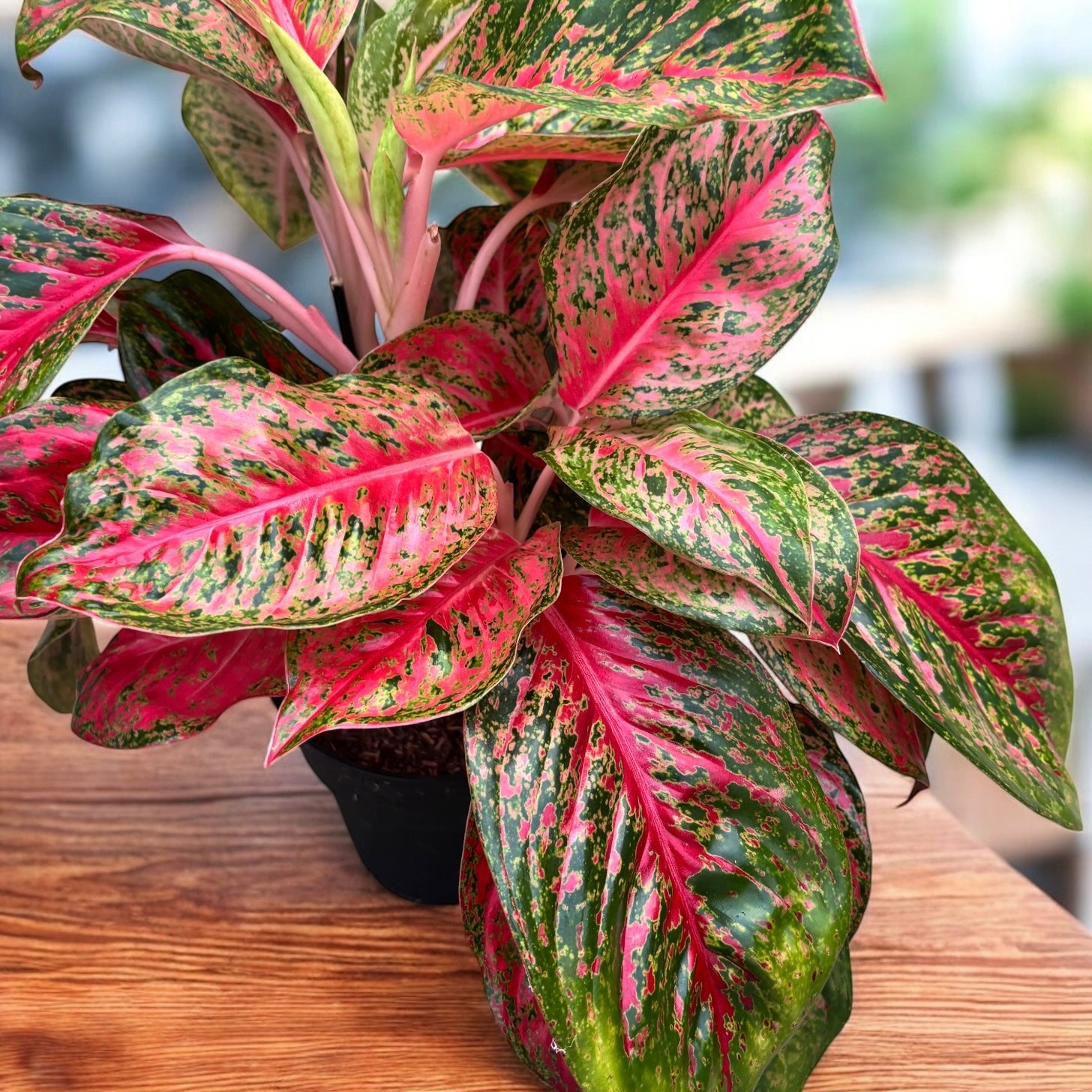 Aglaonema 'Beauty’ - exemplare XL