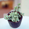 Portulacaria afra Variegata (Rainbow bush, Variegated mini jade plant)