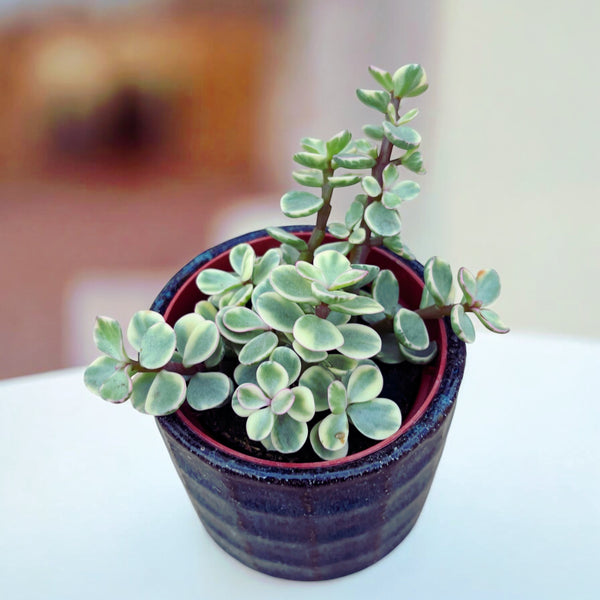 Portulacaria afra Variegata (Regenbogenstrauch, Bunte Mini-Jadepflanze)