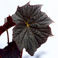 Begonia ‘Dark Side of the Moon’ - begonie rara cu frunzis aproape negru