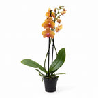 Phalaenopsis Buddha