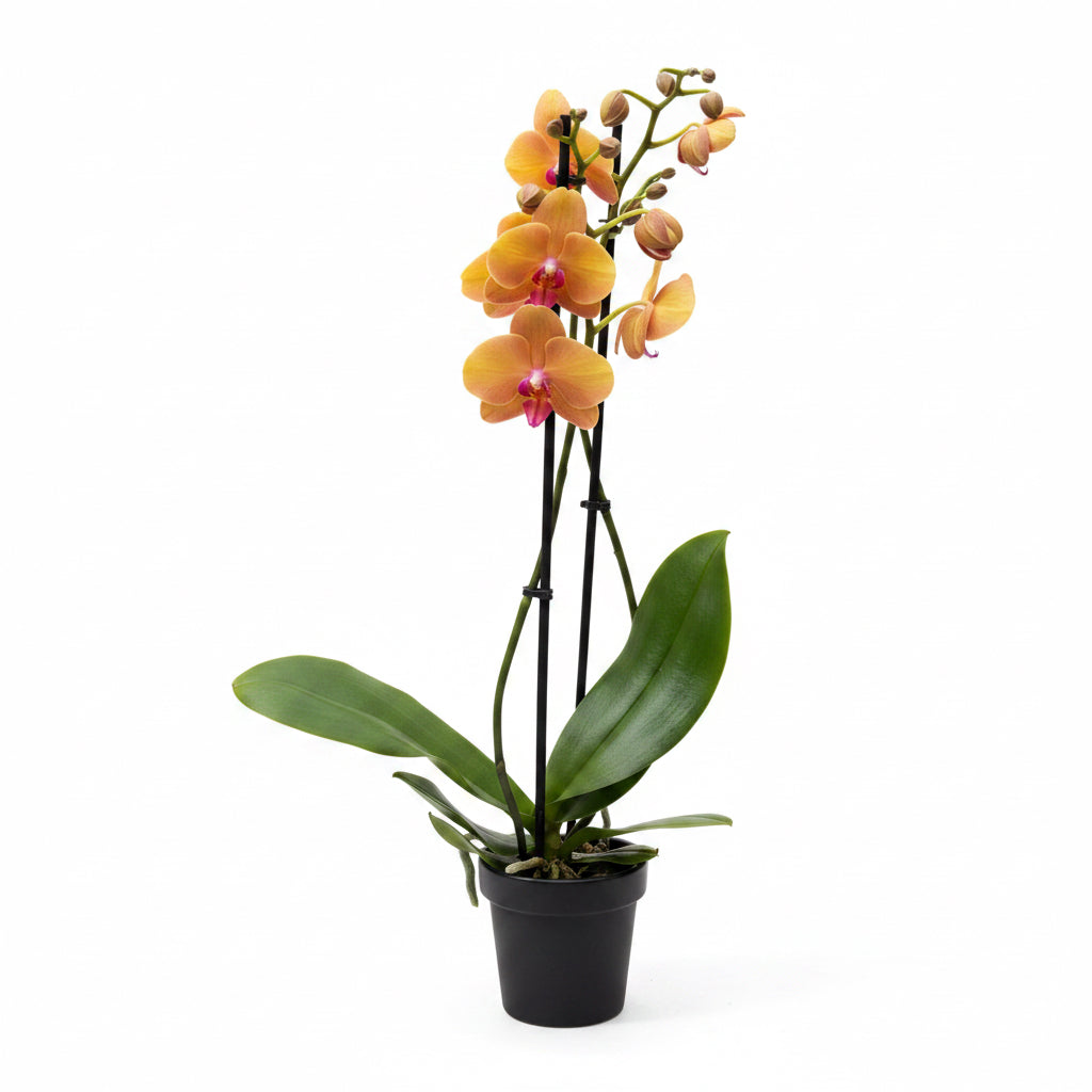 Phalaenopsis Buddha