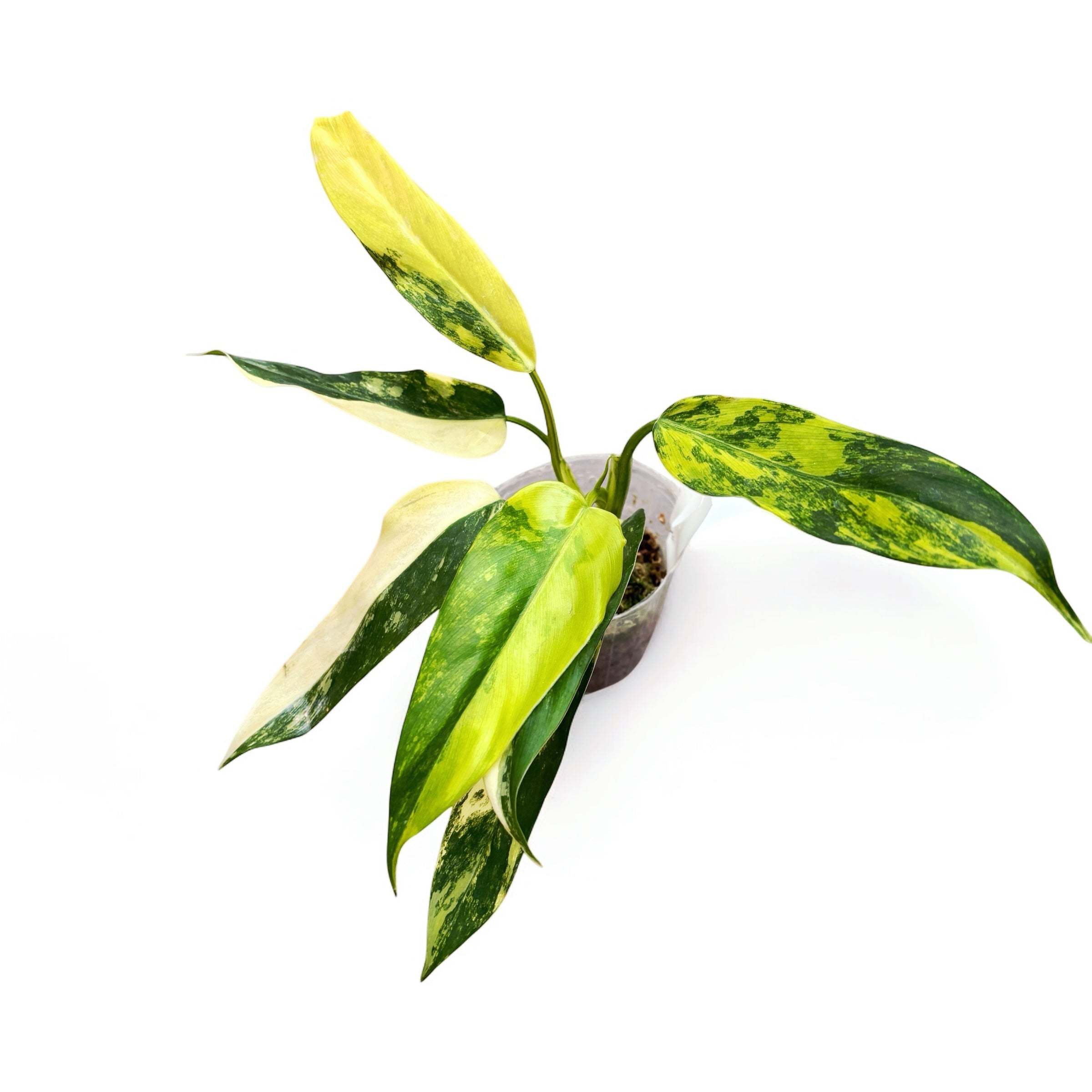 Philodendron domesticum 'Variegata'