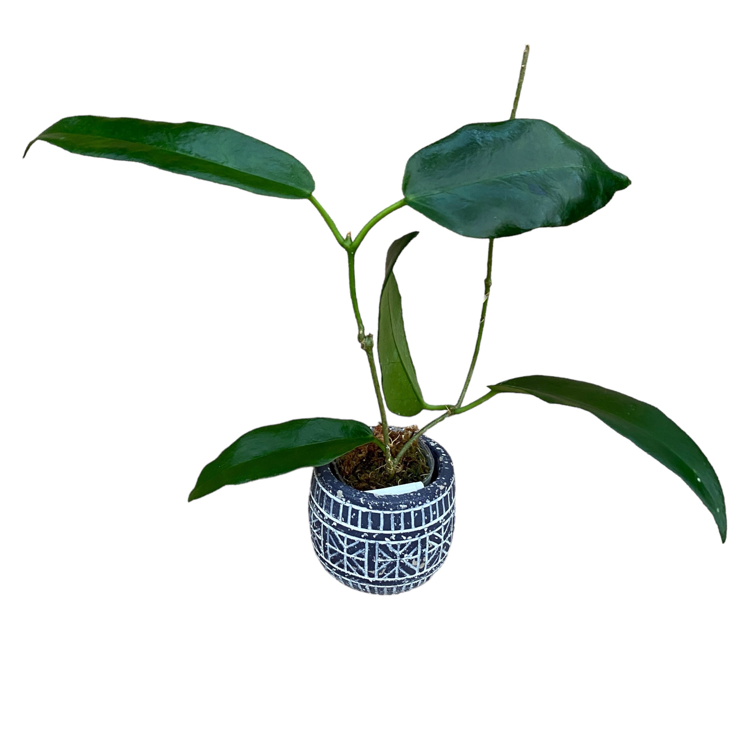 Hoya macgillivrayi (flori uriase parfumate)