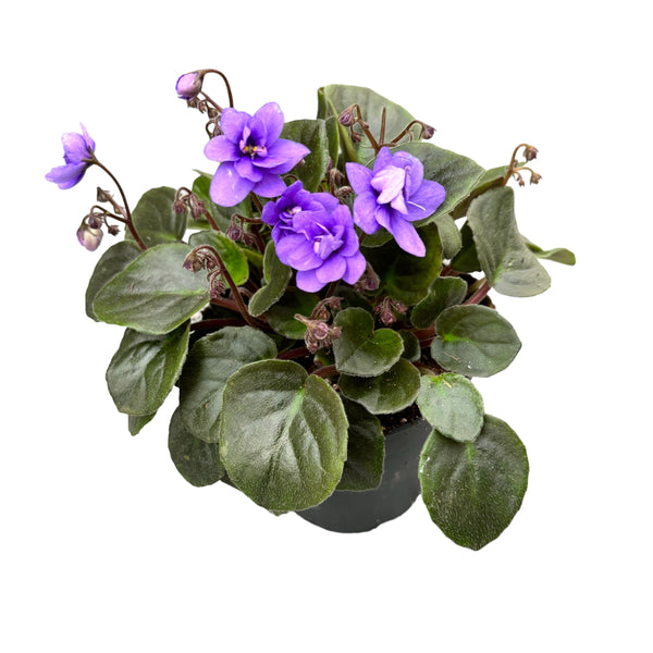 Saintpaulia Mini Blue - special violets