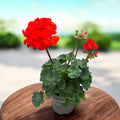 Pelargonium ‘Savannah Orange’ -  muscata portocalie cu inflorire abundenta