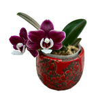 Phalaenopsis Kaoda Twinkle '3083' * vonná
