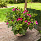 Moskitoabweisende Geranien - Pelargonium ‘Angel Perfume Jet’