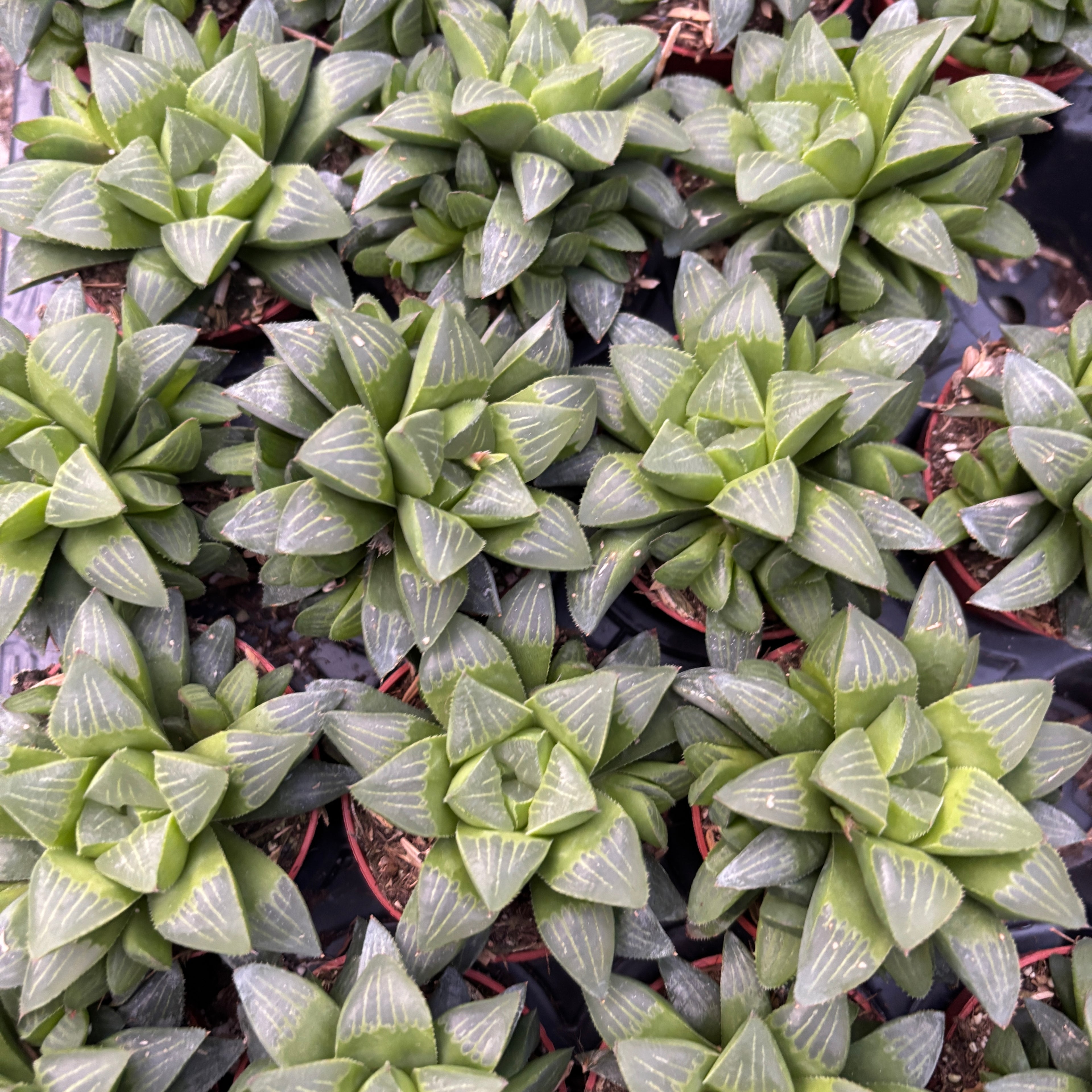 Haworthia retusa - Cactus Estrella