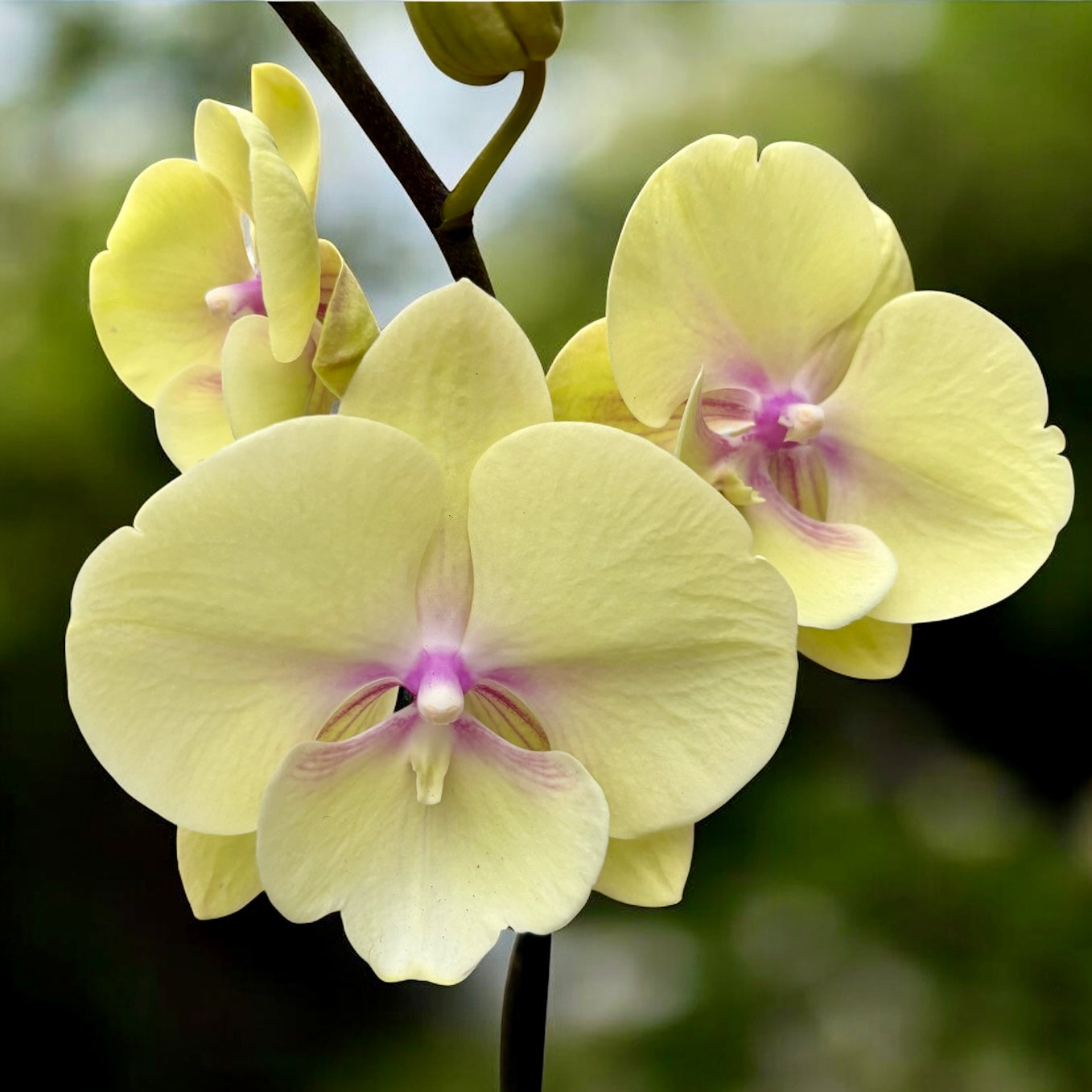 Phalaenopsis ‚Alice‘ Große Lippe