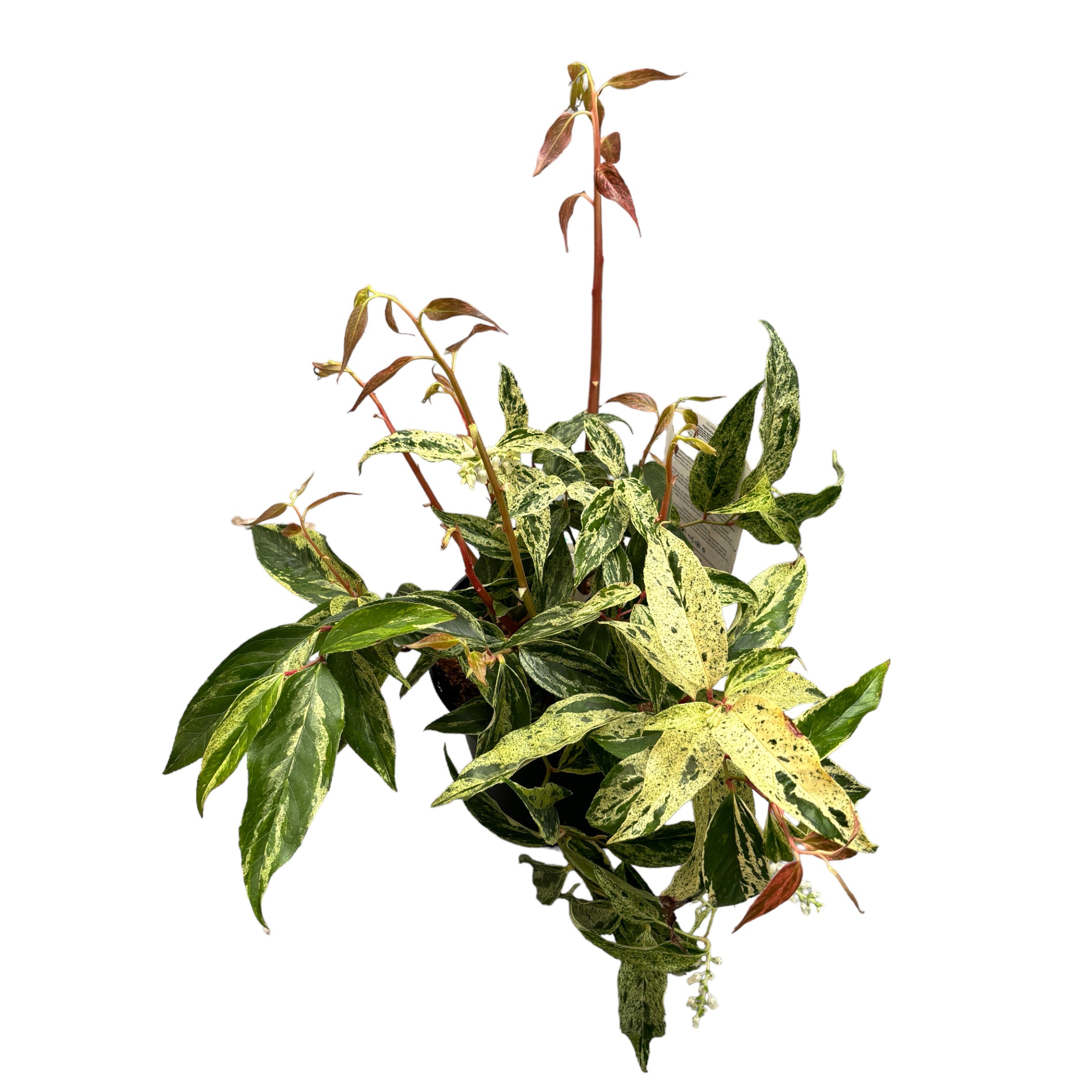 Leucothoe fontanesiana 'Rainbow' - zimzelen, pisan