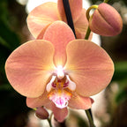 Phalaenopsis Pumpkion